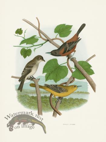 Thomas Gentry Bird 26